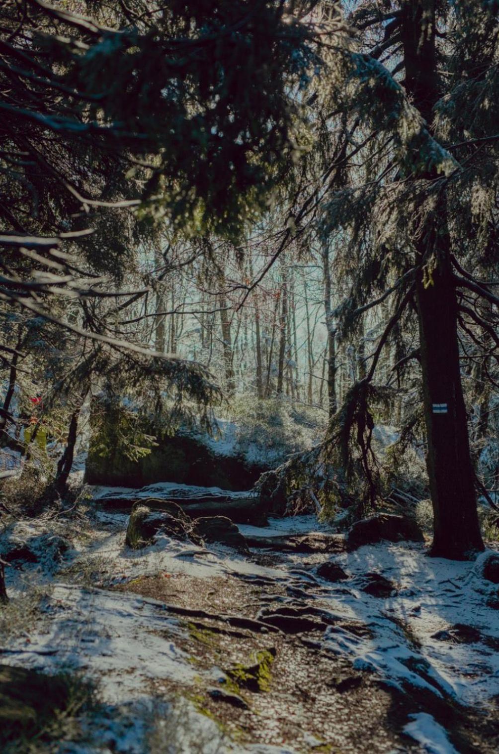 Wataha Pod Basztami - Wadera - Domki Caloroczne Radkow Exteriör bild